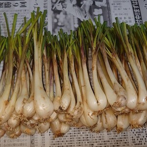 採れたて♪島らっきょう500g【農薬・化学肥料不使用】