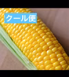 ！クール便！《最高糖度18度超え✨》朝採りとうもろこし【ゴールドラッシュ】