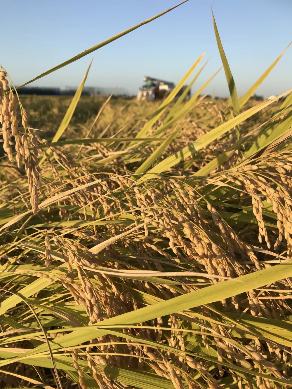 【予約商品】令和5年新潟産　植酸栽培米ﾐﾙｷｰｸｲｰﾝ 一等級