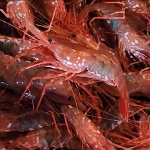 秋の牡丹海老 解禁 極上の噴火湾産ボタンエビ3kg