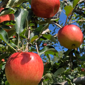 大量提供　シナノスイート　小玉果　各種(3キロ箱入り〜)