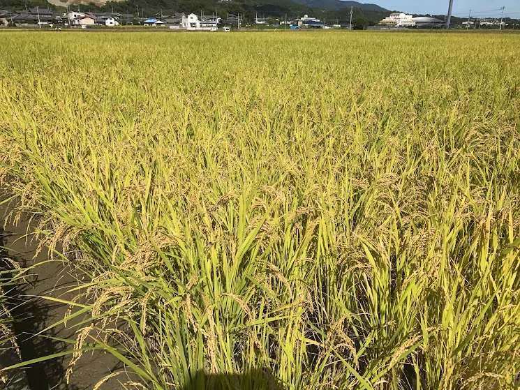 【令和４年度産】自然豊かな場所で育った恵みのお米です。