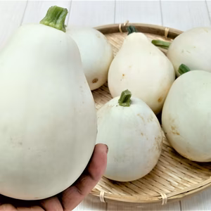 珍しい！白丸ズッキーニ！( ﾟДﾟ)！