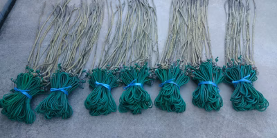 海苔師は漁期が終わったら何しようと？