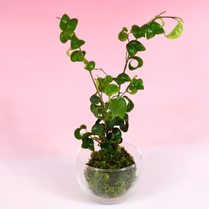 苔玉　ベンジャミンバロック