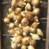 超激レア!!自然栽培/固定種/淡路島新玉ねぎ5キロ