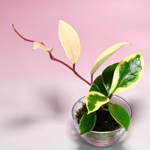 苔玉　ホヤ.カルノーサ