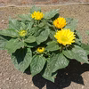 【NEW】　ヒマワリ 5号サイズ 何色が咲くかお楽しみ〜