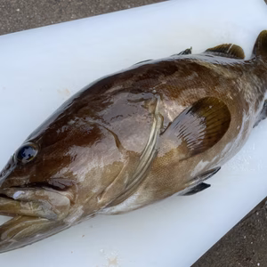 【松島産】※訳あり 天然クエ（2.8kg）