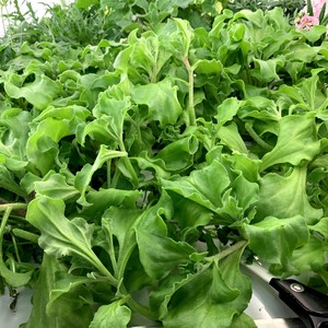 植物工場産　栽培期間中農薬不使用　アイスプラント