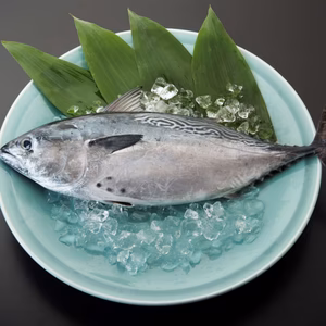 【次回の再販予定は2025年12月】愛媛県産養殖スマ