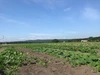訳アリ‼お得《北海道産・新豆》天日干し小豆！大納言400g　メール便