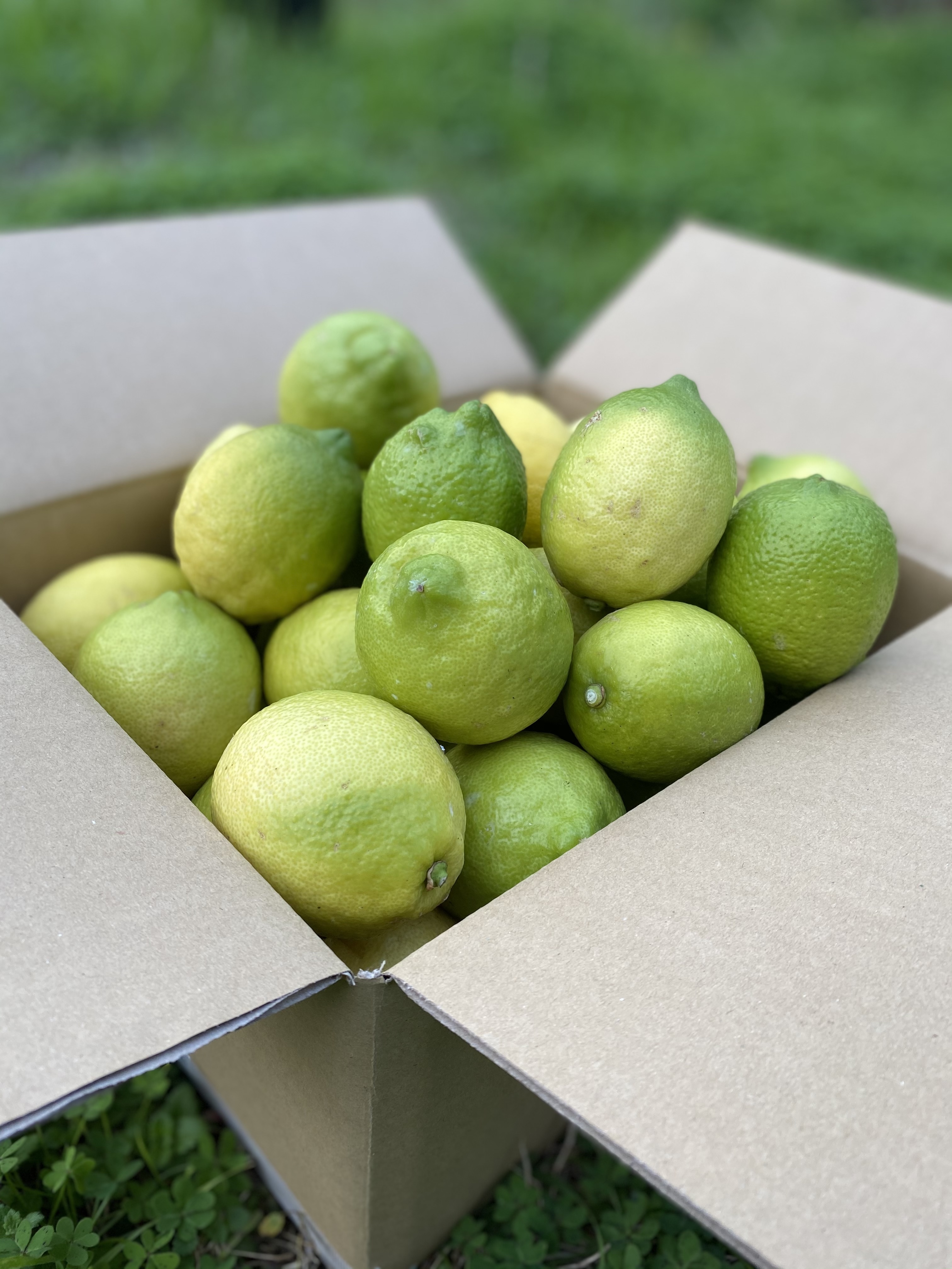 島から贈る爽やかな香り！】大崎上島産 瀬戸内レモン｜レモンの商品
