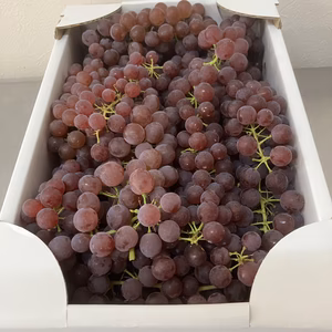 【売り尽くし・訳あり・お買い得】ハウスぶどうデラウェアばらばら2kg箱