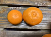 完熟小玉みかん“井飯中生”【ご家庭用】キズ訳あり3Sサイズ