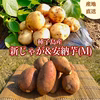 【期間限定】種子島産 新じゃが＆熟成安納芋(Mサイズ)｜旬の味わいセット