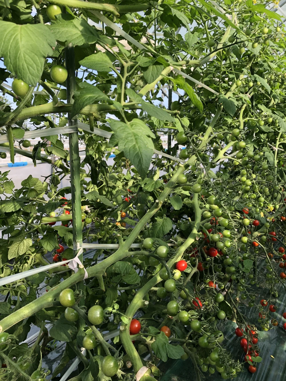 【7周年福袋】‼️特価‼️有機肥料で作った幻のミニトマト