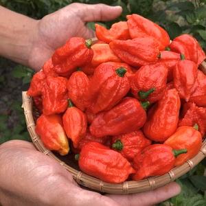 激辛生唐辛子　品種『ブートジョロキア』　５００g