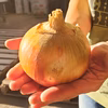 【超大玉】淡路島産たまねぎ 訳あり 特別栽培 兵庫県認証食品 レシピ付き！ 