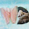 （お歳暮ギフト可）神経締め鮮魚　クエ三枚下ろし（半身）
