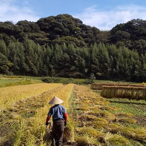 レンゲの田んぼから気候変動にあわせる、