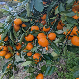 まる美農園のこだわりみかん