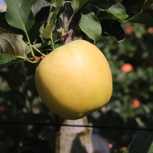 今が旬！ シナノゴールド 贈答用 3キロ入り/5キロ/10キロ入り