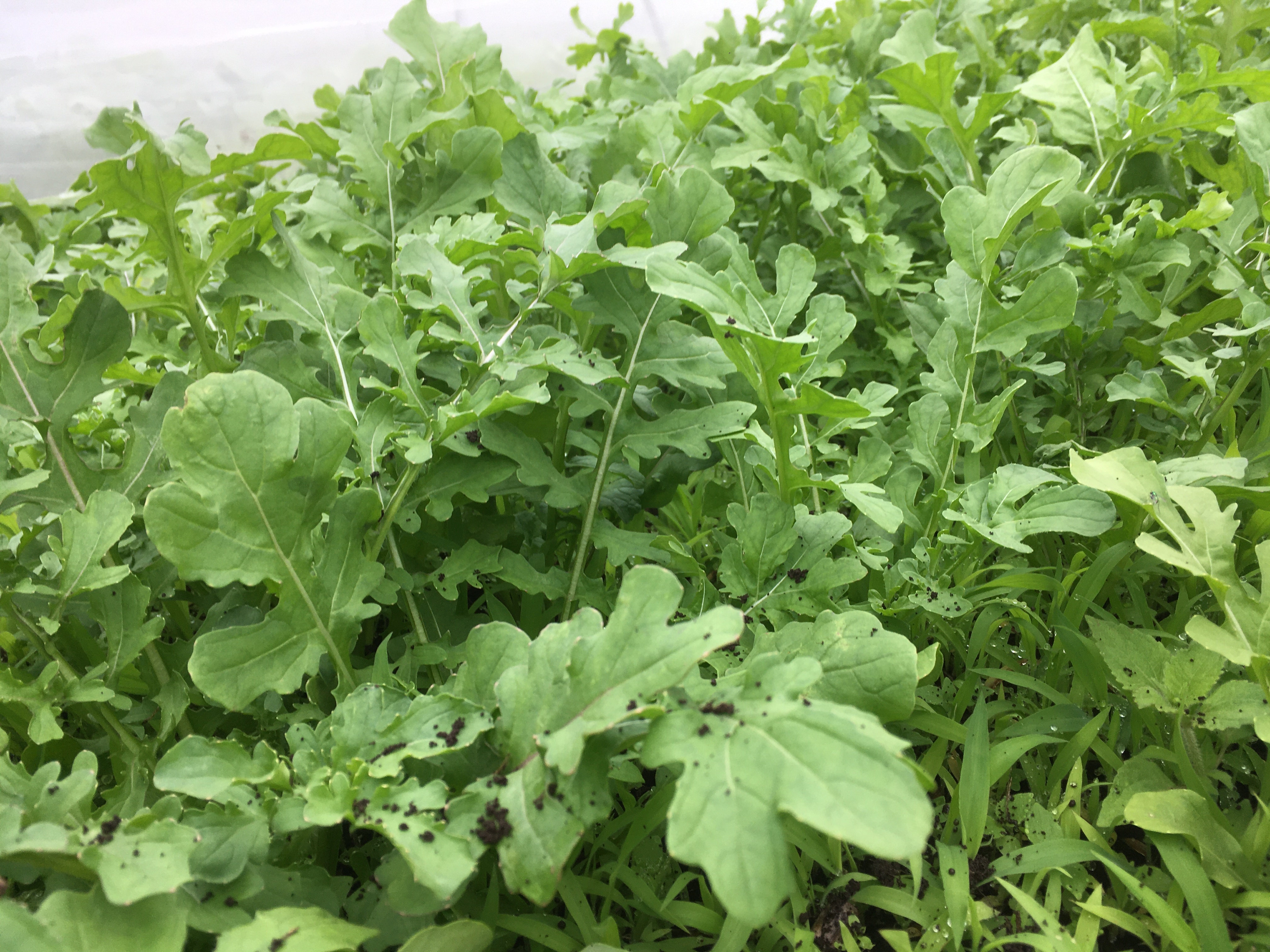 ルッコラの菜花 栽培期間中農薬不使用 化学肥料不使用 約１００g 激安