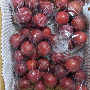 スモモ　ハイウッド