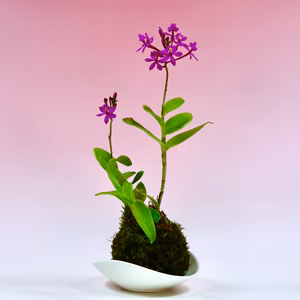 苔玉　エピデンドラム(ピンク)