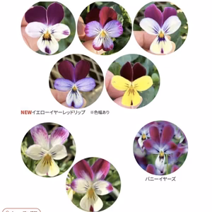 新品種★ビオラ苗★バニーイエローイヤーレッドリップ９センチ苗5苗より