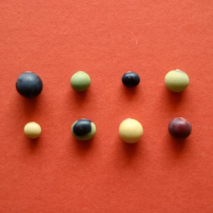 【 だいずミックス　２００g 】北から南から、日本全国の大豆が集合！