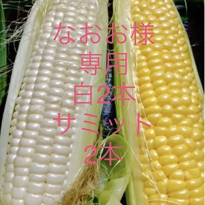 とうもろこ白2サミットコーン2