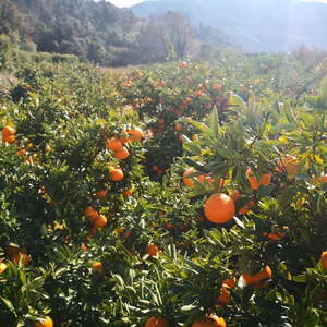 酸っぱくない！？伊予柑