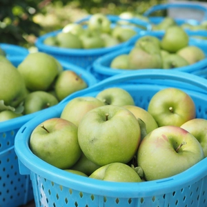 【グラニースミス/通常品】酸味の効いたあおりんご/ネオニコ系不使用/特別栽培