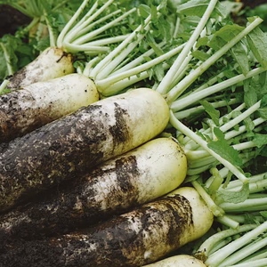 【高原大根】　≪神鍋高原、寒暖差のある地域で育まれた水分・甘みたっぷりの大根≫　