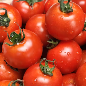 酸味が少なく濃厚な味フルティカトマト!!