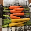 カラフルニンジン★農薬・肥料不使用の自然栽培｜人参｜にんじん