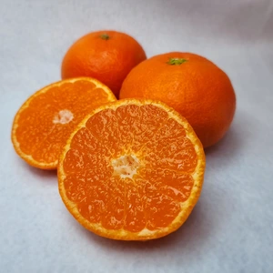 紅みかん　「濃厚な酸味と美しい紅色、幻の味わい」