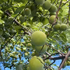 【朝もぎ当日発送】初夏の香りを届ける 紀州南高梅 青梅（特別栽培）和歌山県田辺市