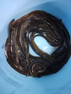 ​【琵琶湖産】天然鰻の白焼き