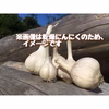 【完全無農薬】青森県産《生》にんにく【期間限定】