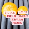 有田みかん　みかん　10キロ箱　訳あり　３Ｌ以上 