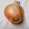 甘い！泉州玉ねぎ【わけあり】