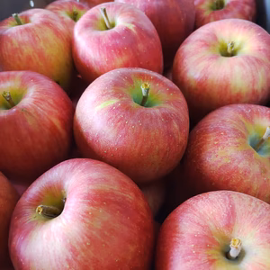 信州あづみ野から「シナノスイート」家庭用（10月）