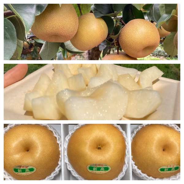 旬の梨　3ヶ月定期便