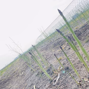 【北海道産】風のアスパラ 　栽培期間農薬不使用