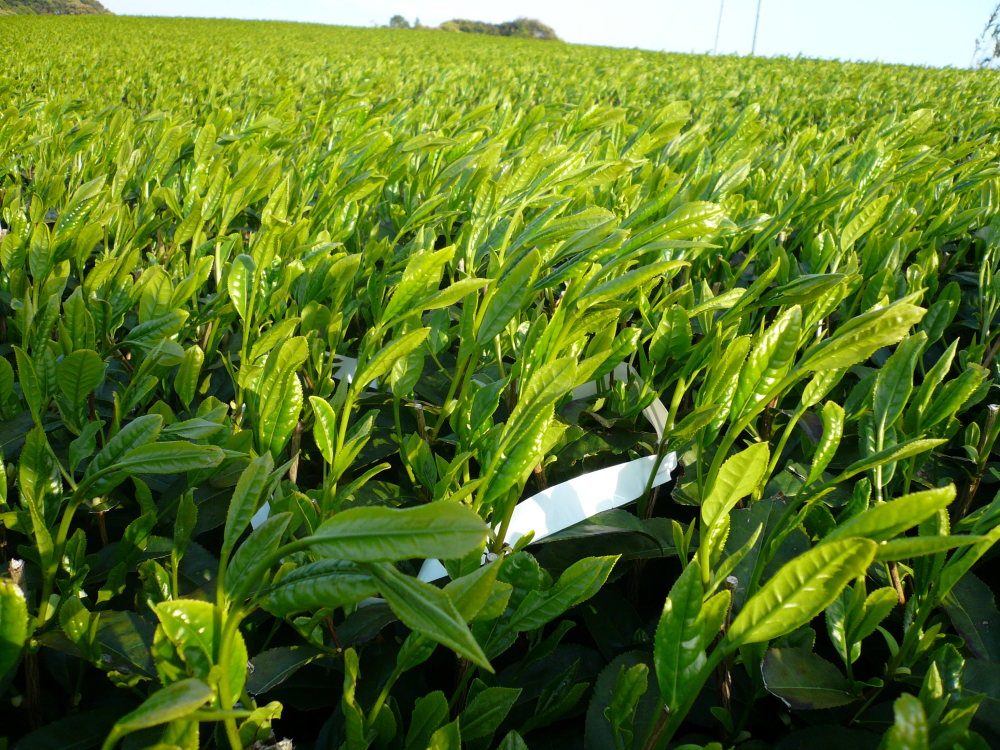 深むし茶 新茶おおいわせ 静岡県磐田産 - 茶