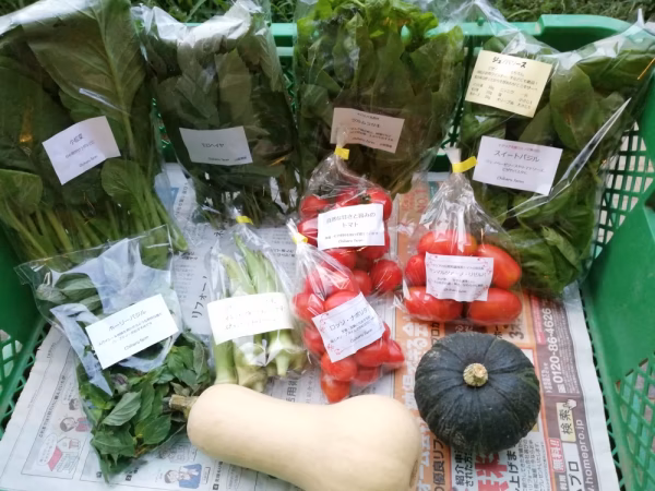 旬の野菜セット