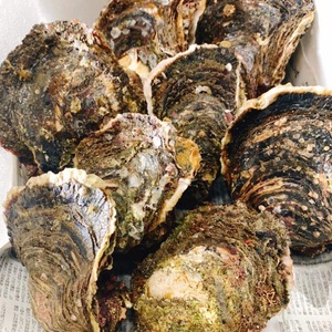 岩牡蠣&真牡蠣❗️牡蠣の食べ比べセット❗️